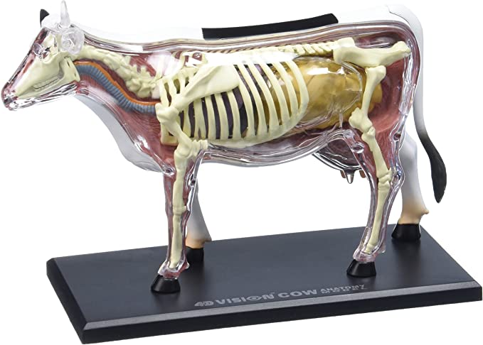 4D Cow